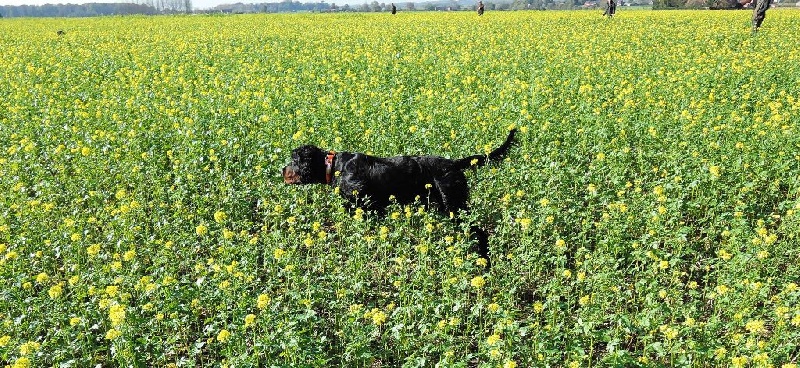 MES GORDON ET LA CHASSE